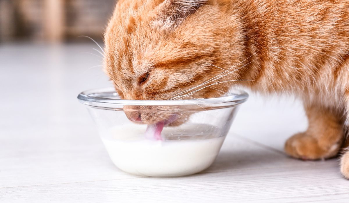gatto arancione beve il latte