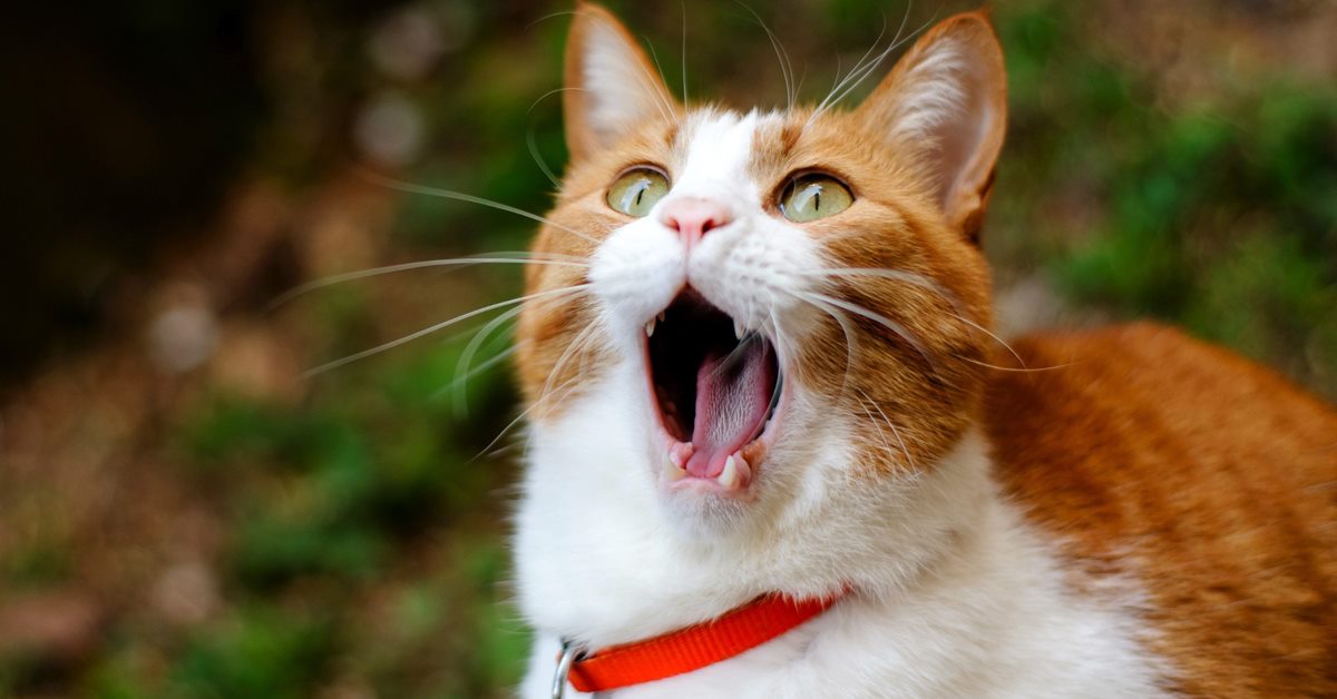 I gatti sentono il rumore del loro stomaco?