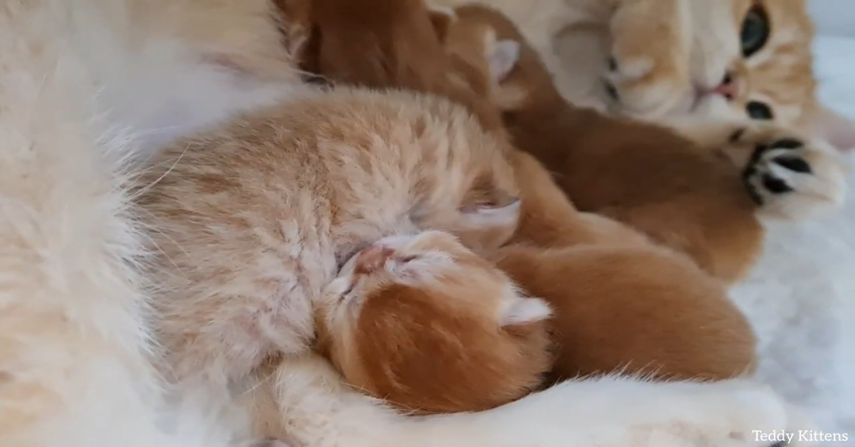 La Gattina Anabel Ha Partorito Quattro Bellissimi Cuccioli Video Il Mio Gatto E Leggenda