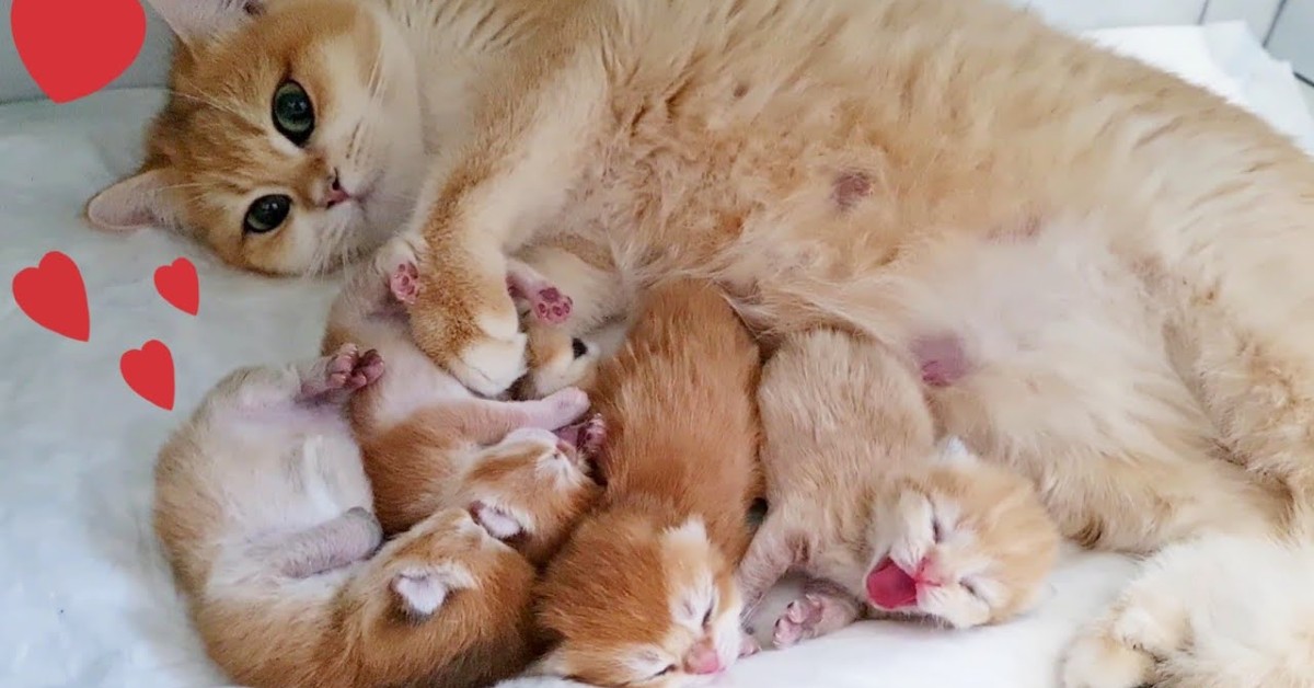 La gattina Anabel ha partorito quattro bellissimi cuccioli (VIDEO)