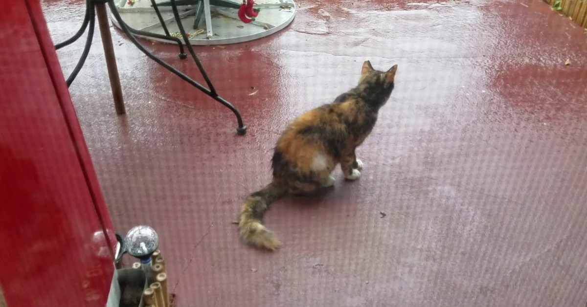 Una gattina Calico chiama i suoi cuccioli che però non sono a casa (VIDEO)