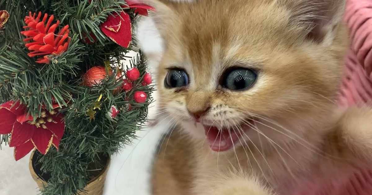 La gattina Kira mangia l’albero di Natale che ha comprato la padrona (VIDEO)