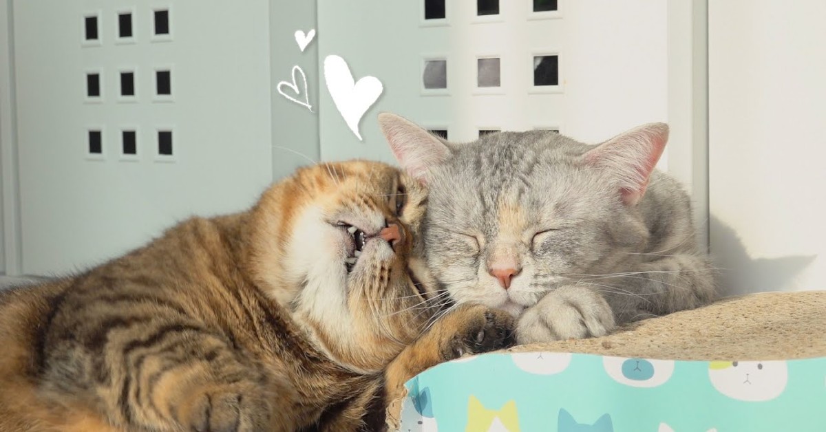 La dolce gattina Lulu è affettuosa e ha bisogno di coccole (VIDEO)