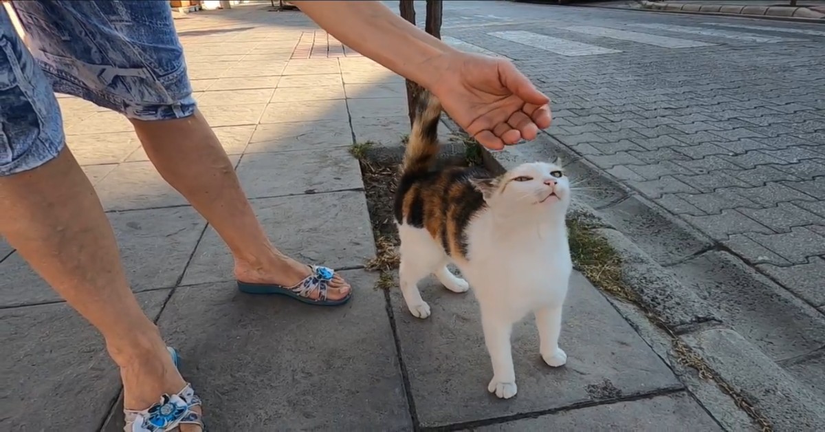 Una gattina calico miagola perché é in cerca di attenzioni (VIDEO)