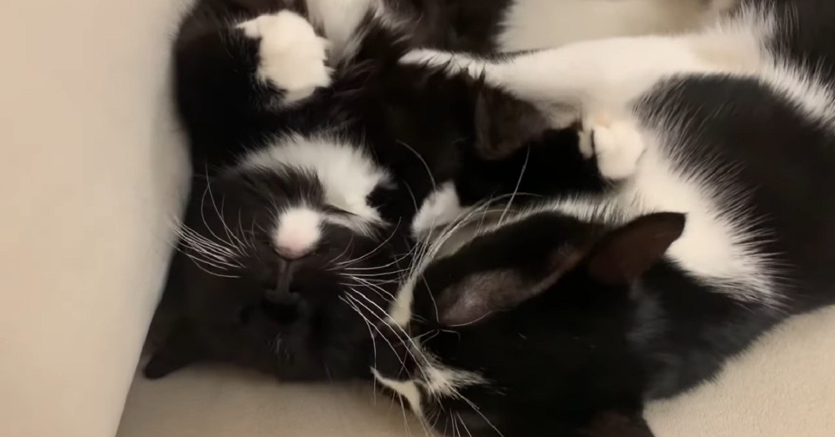 gattina che dorme con la lingua di fuori