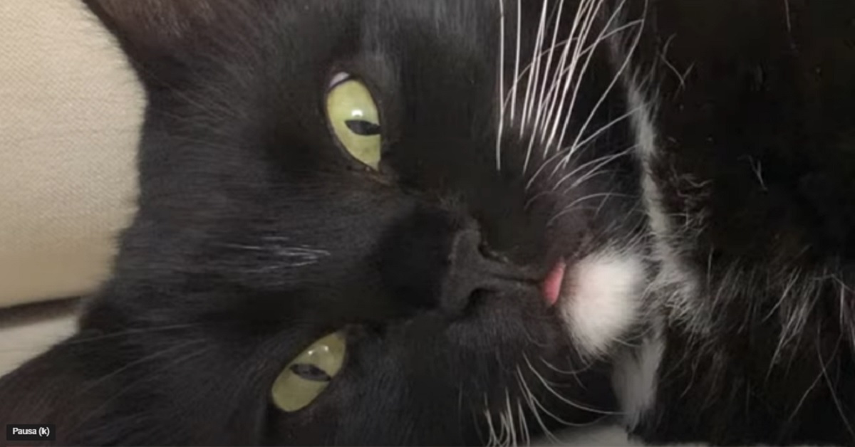 La gattina che dorme con la lingua di fuori (VIDEO)