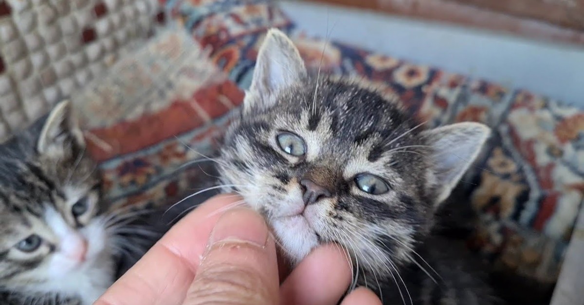 Gattina partorisce quattro cuccioli e delle persone li aiutano (VIDEO)