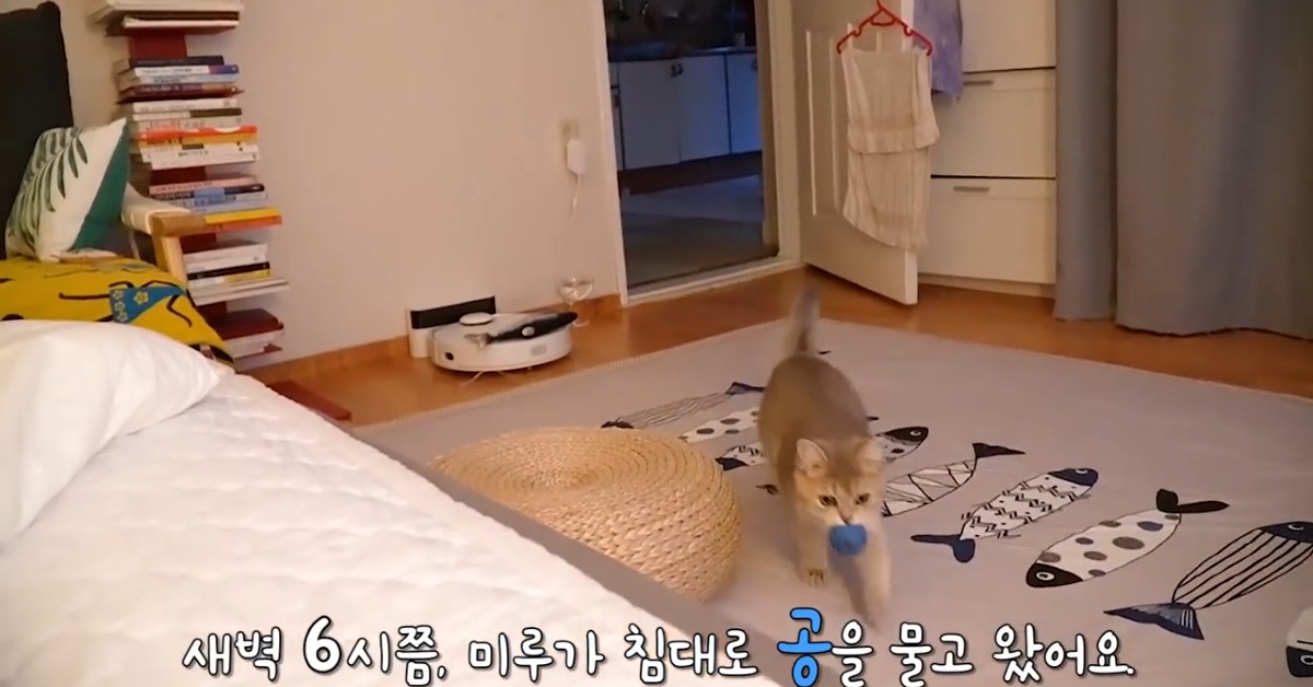 Un gattino porta la pallina al padrone facendo il riporto (VIDEO)