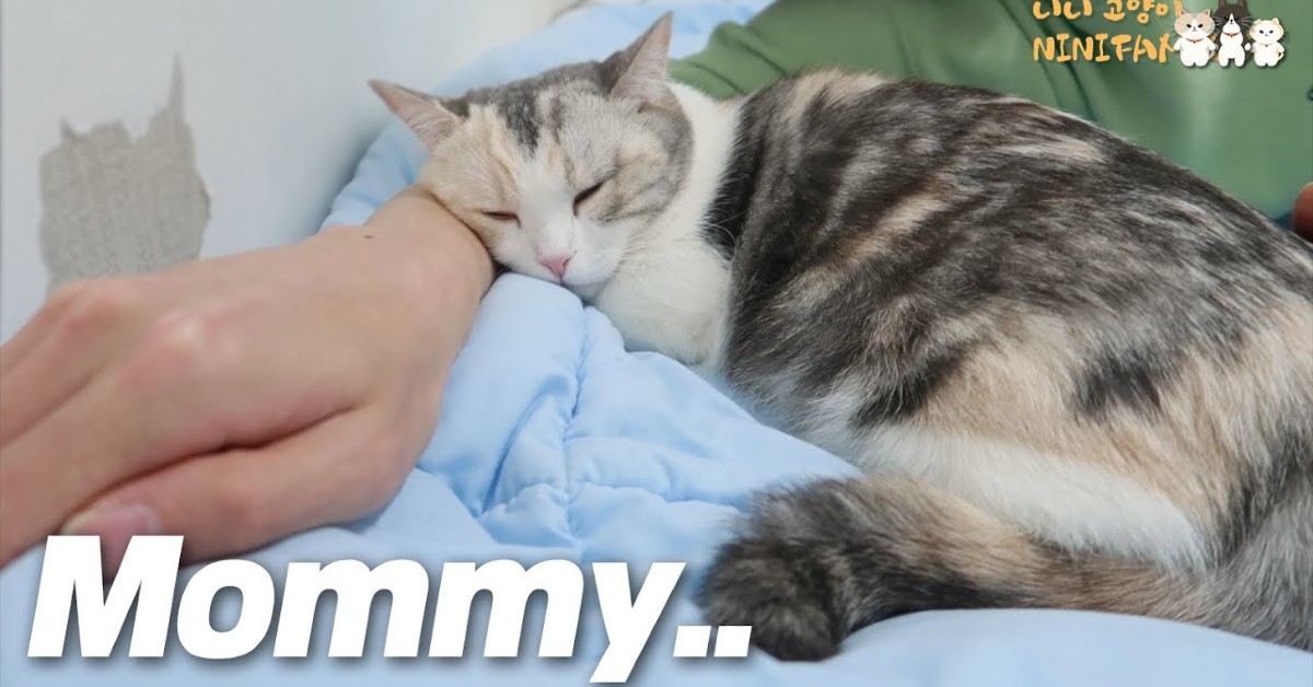 Una gattina vuole la sua mamma che le manca veramente tanto (VIDEO)