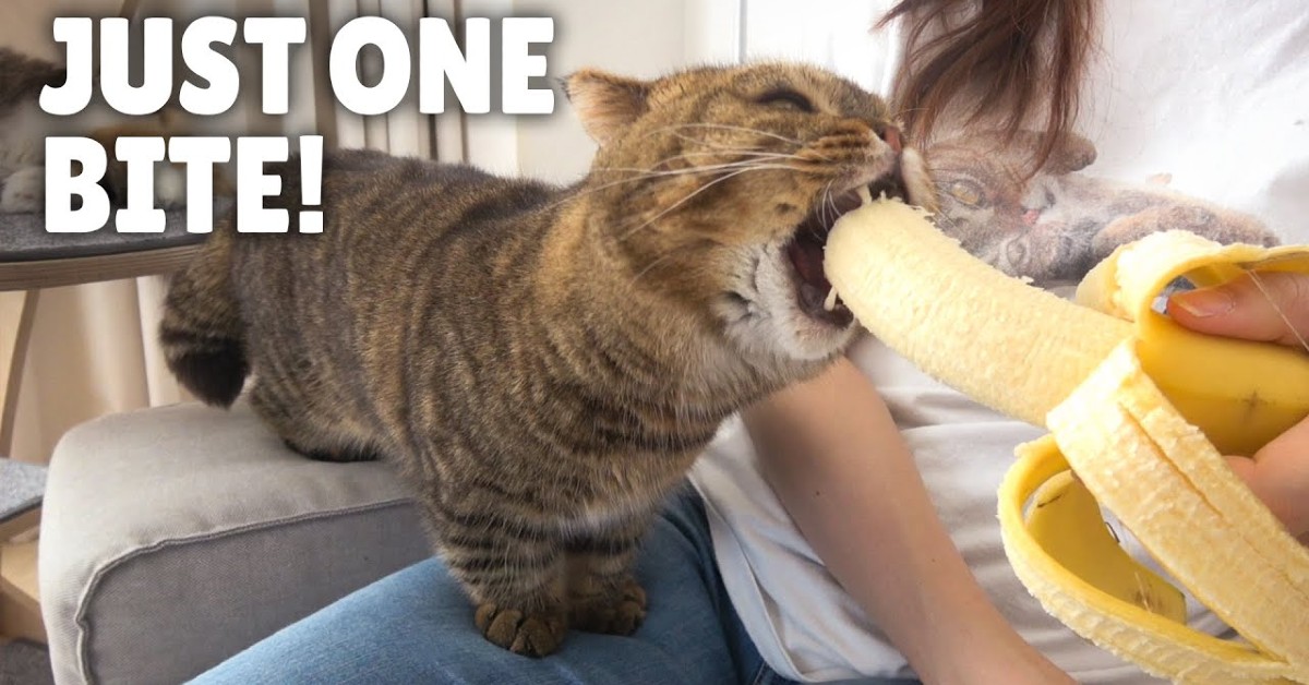 Lulu la gattina vuole sempre la banana, suo frutto preferito (VIDEO)