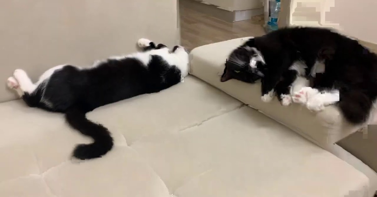 I gattini Nami e Uni dormono insieme e si rilassano con la padrona (VIDEO)