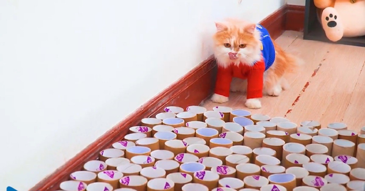 Le avventure dei gattini Super Mario Cats (VIDEO)