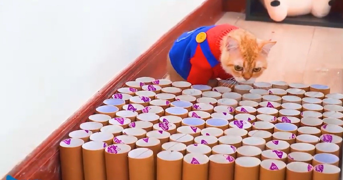 gattini Super Mario Cats