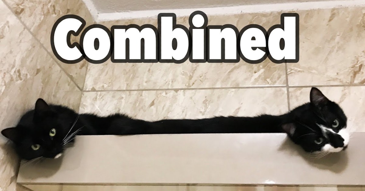 I gattini Uni e Nami si rilassano con le coccole della padrona (VIDEO)