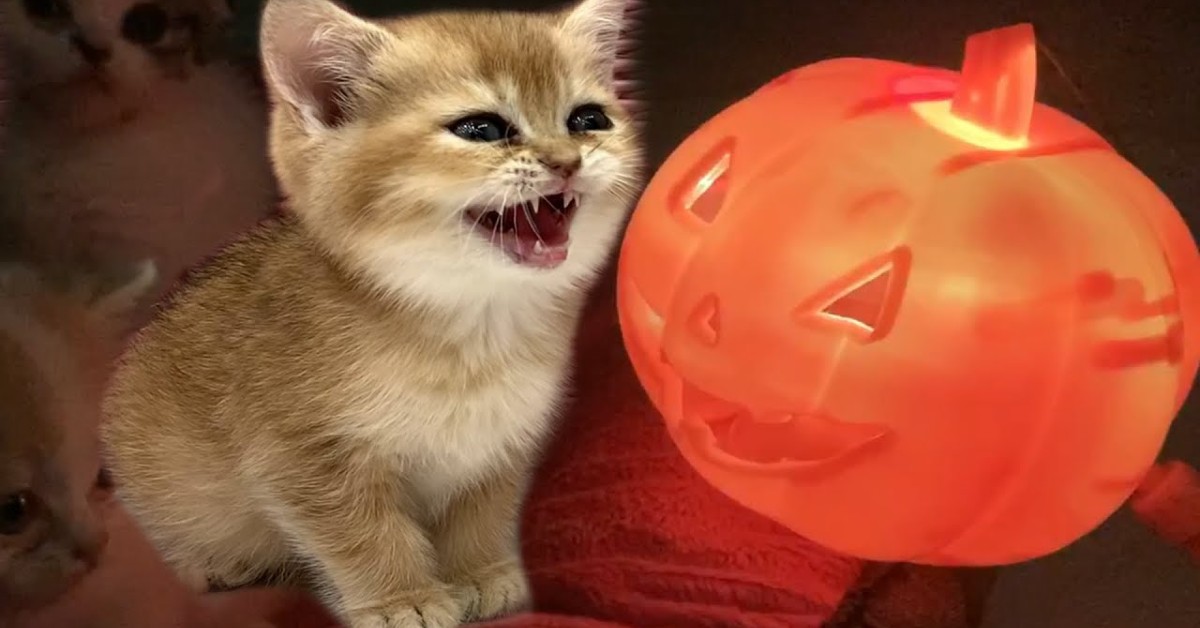 I gattini Willie e Kira festeggiano Halloween con i loro padroni (VIDEO)