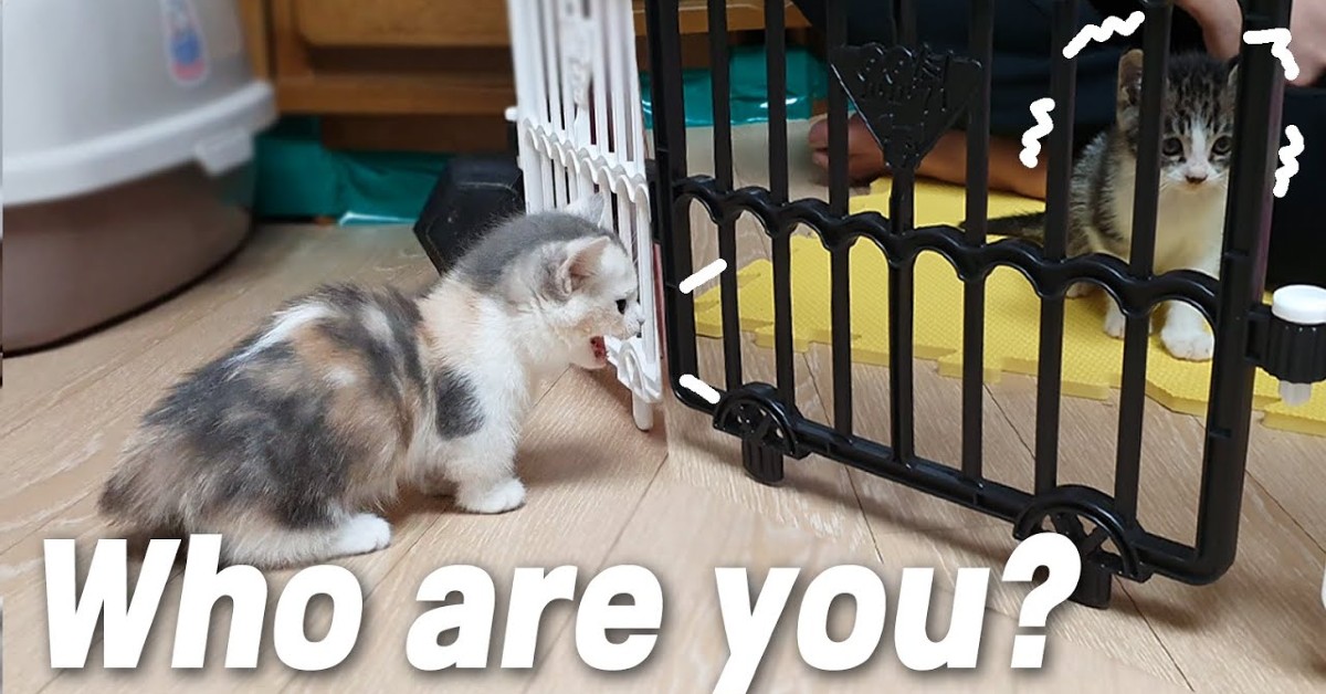 I gattini Xuni e Yuni si incontrano per la prima volta (VIDEO)