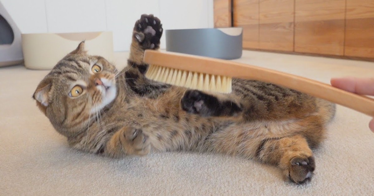 Gattini amano la spazzola e altri oggetti con cui vengono coccolati (VIDEO)