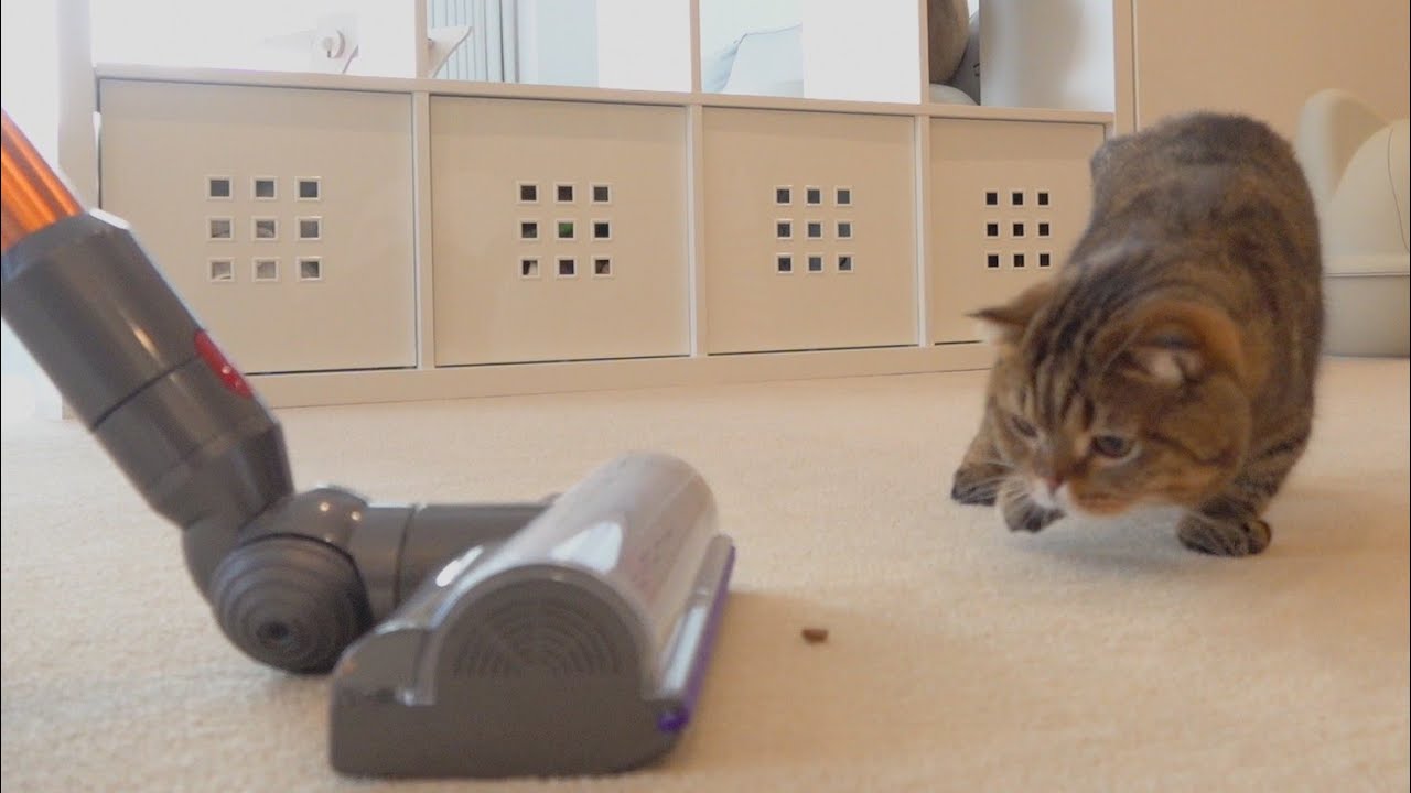 Gattini disturbano la loro padrona mentre cerca di pulire la casa (VIDEO)