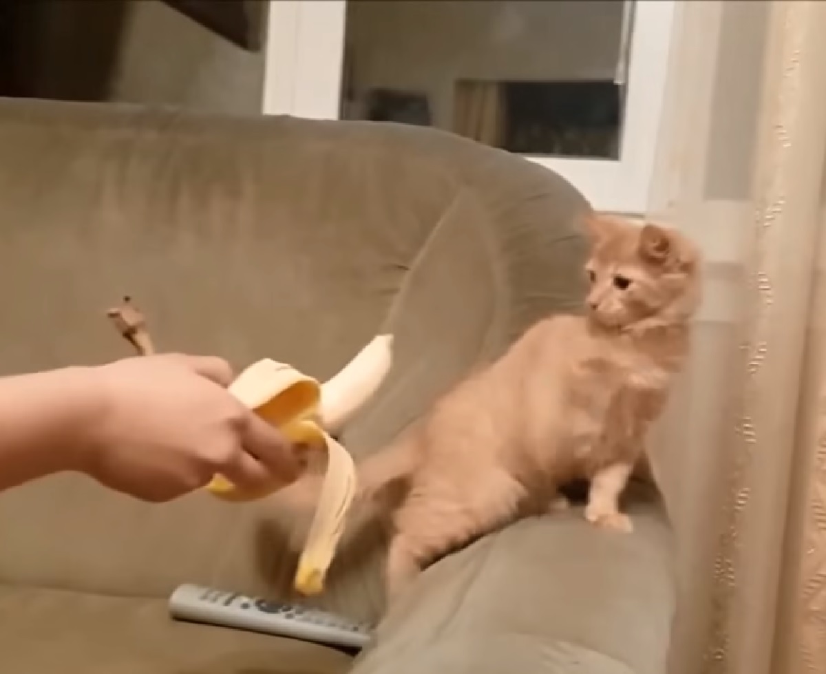 gattino spaventato banane in casa