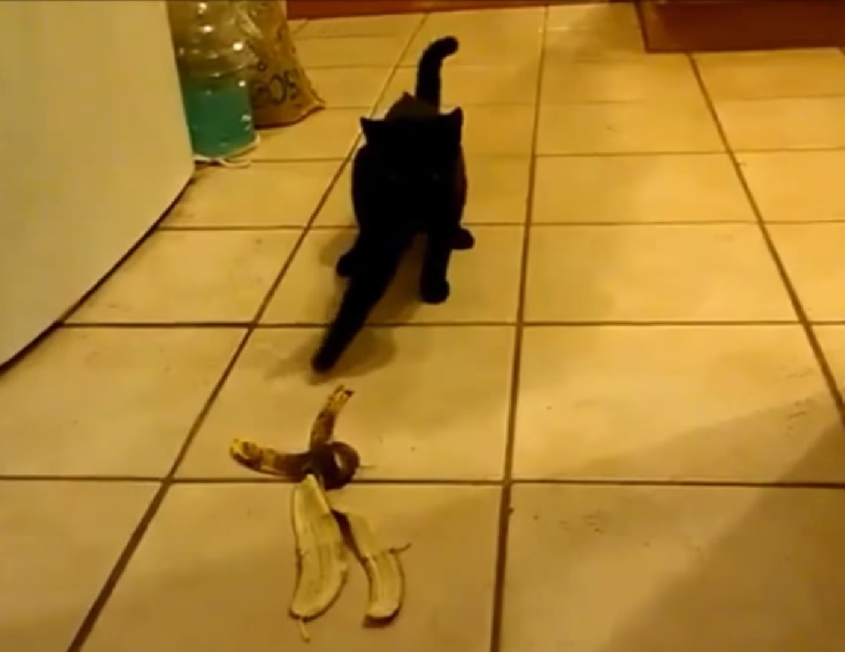 gattino nero non vuole avere niente a che fare con banane