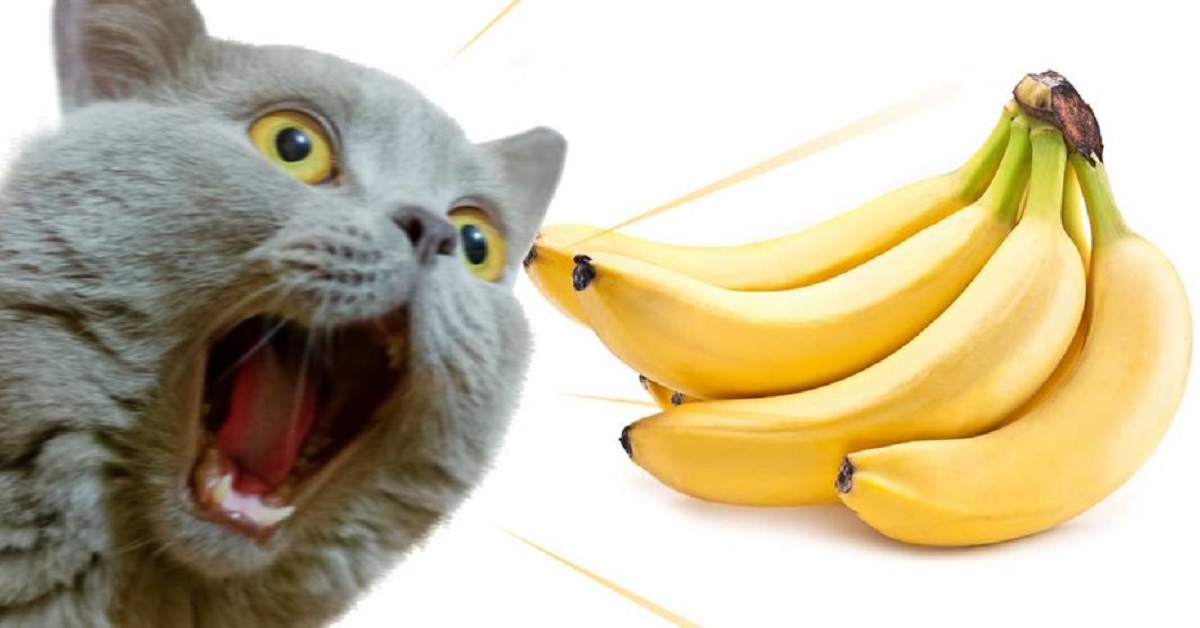 Gattini e banane, storia di due nemici per la vita, il video dei loro confronti è tutto da gustare