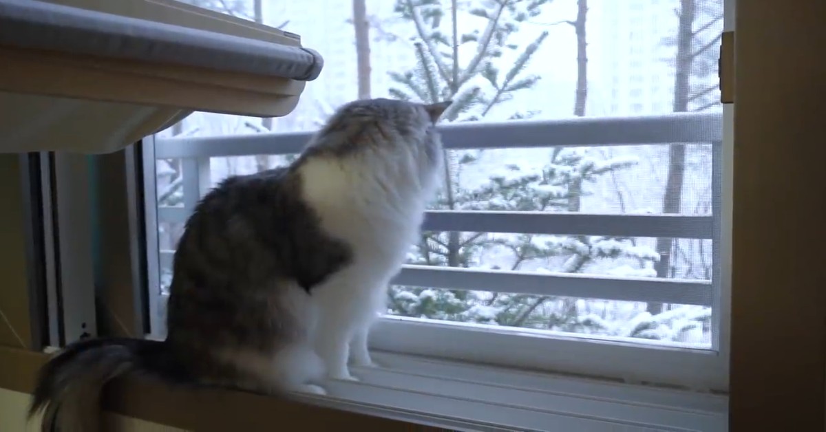 Due gattini e cagnolino guardano la neve e insieme si rilassano (VIDEO)