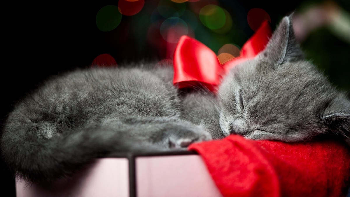 gattino grigio dorme su un pacco regalo