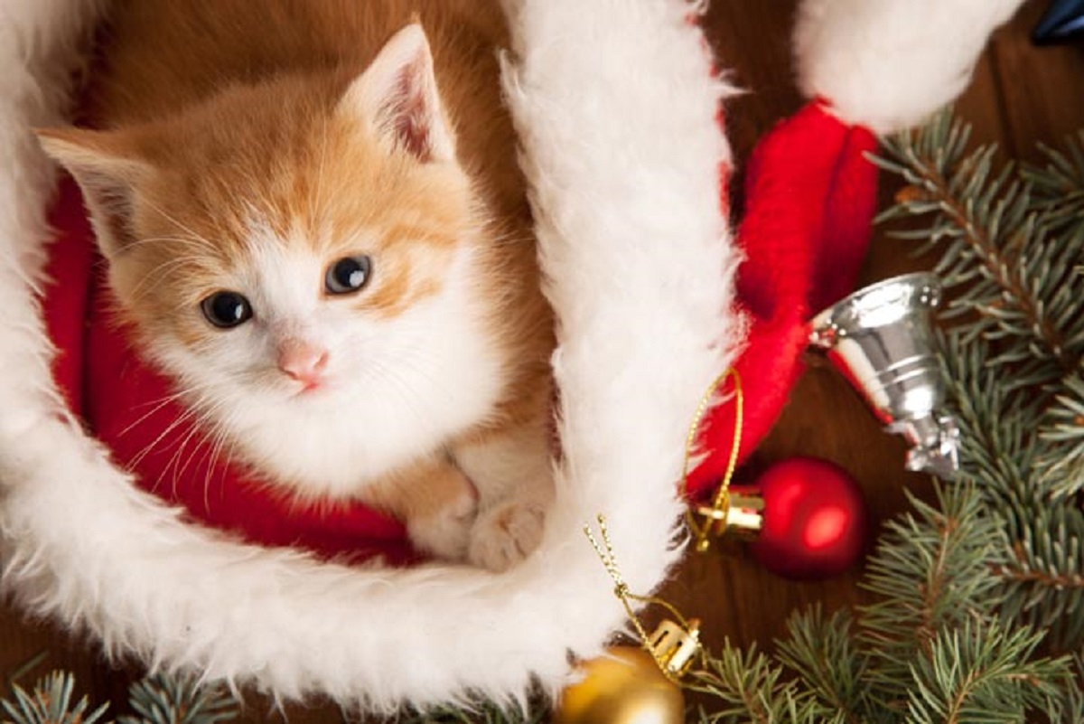 cucciolo di gatto sbuca da cappello natalizio