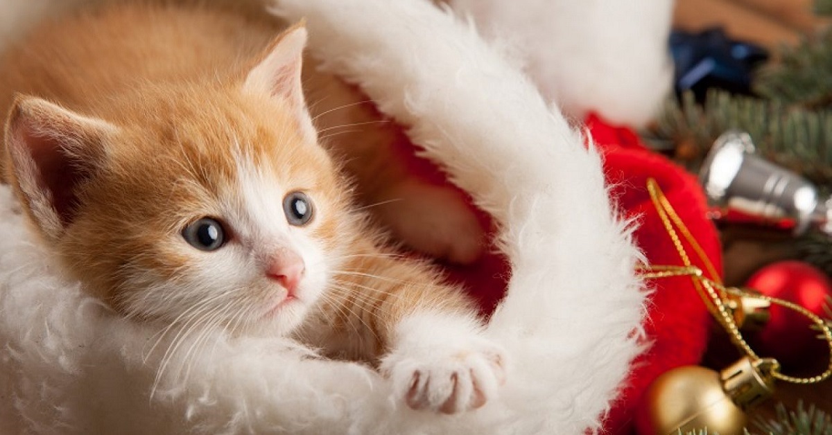 Gattini e cenone di Natale: come evitare che preghino per avere del cibo