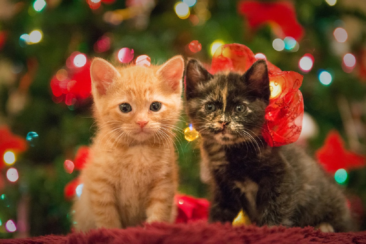 due cuccioli di gatto in posa