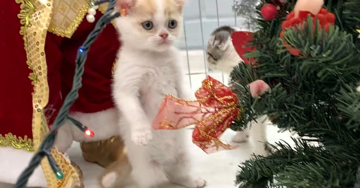 Dei gattini fanno cadere un alberello di Natale comprato dalla padrona (VIDEO)