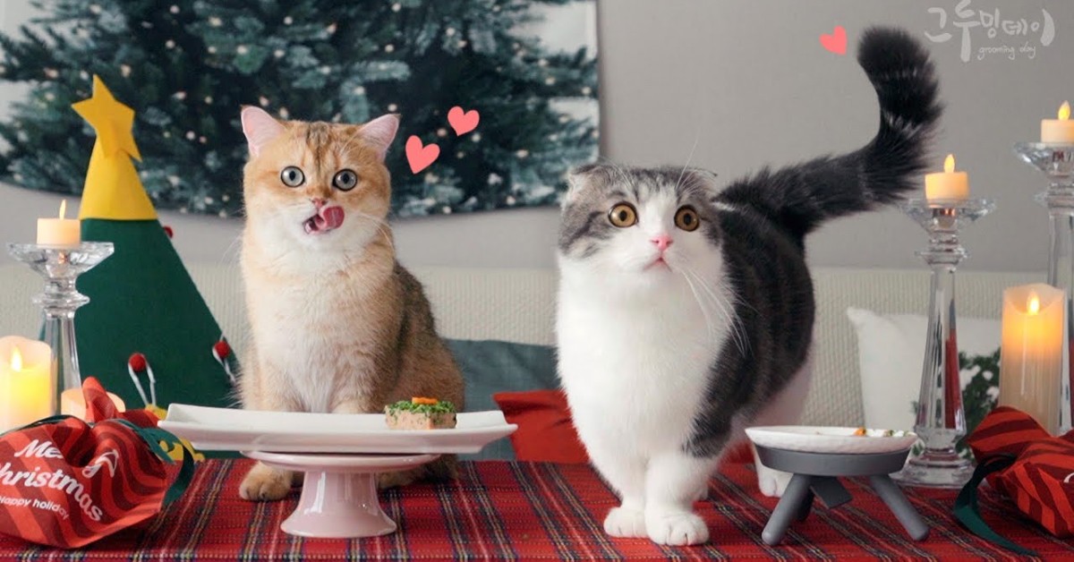 Dei gattini festeggiano il Natale in compagnia dei loro padroni (VIDEO)