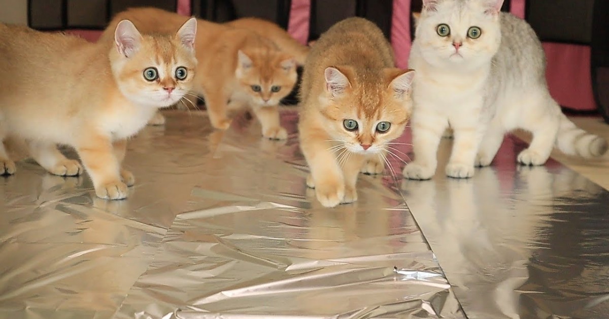 Gattini giocano con la carta alluminio messa dalla padrona (VIDEO)