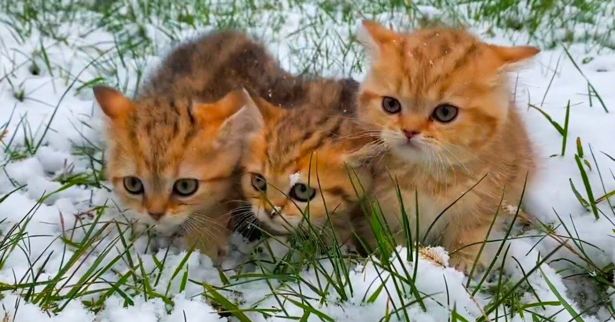 Dei gattini giocano con la neve e scoprono quello che c’è intorno a loro (VIDEO)