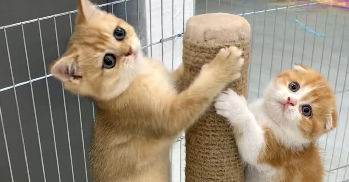 Dei gattini giocano con la padrona mentre sono su un tiragraffi (VIDEO)