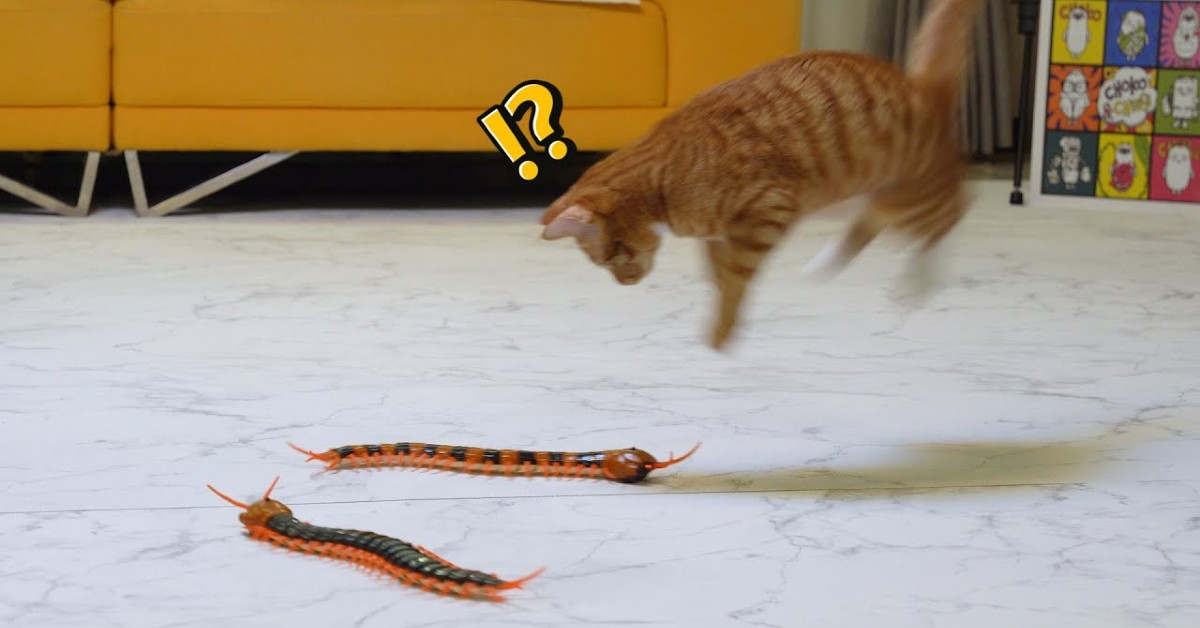 Dei gattini giocano con un millepiedi finto e si divertono molto (VIDEO)