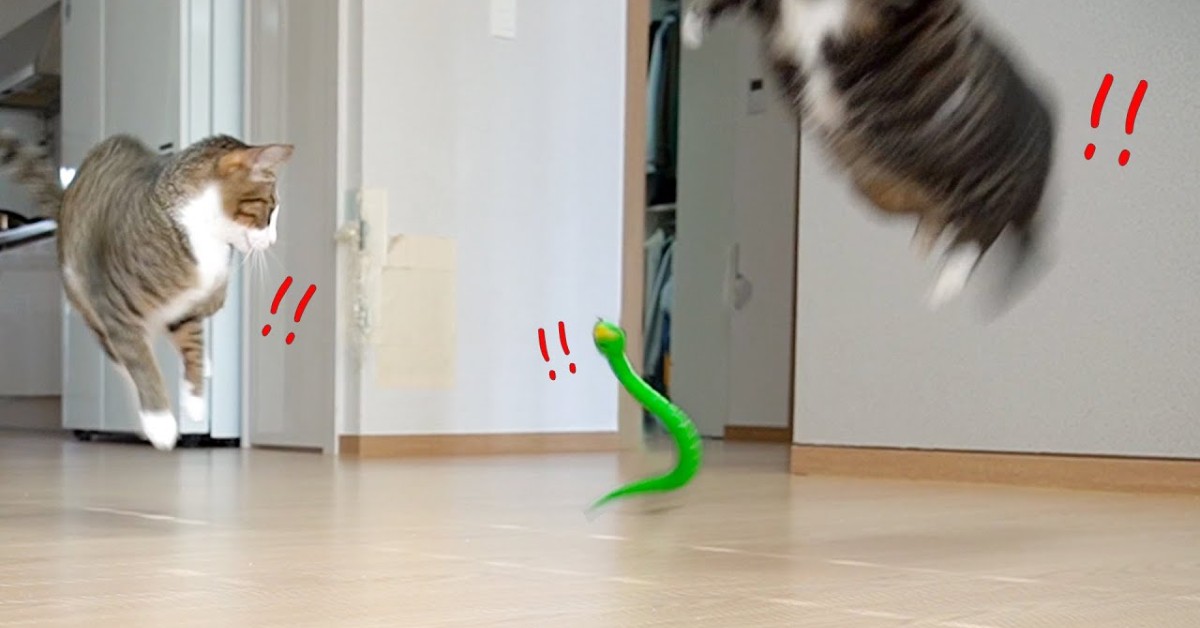 Gattini giocano con un serpente finto comprato dalla loro padrona (VIDEO)