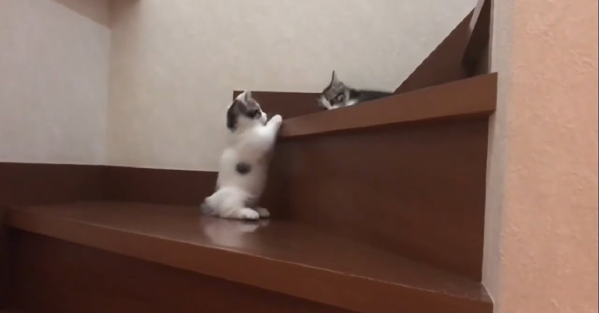 Gattini giocano per le scale e nel frattempo imparano (VIDEO)