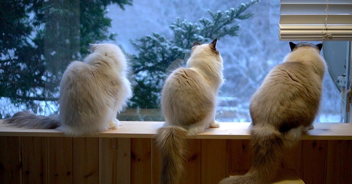 Gatti guardano la neve per la prima volta dalla finestra e si rilassano (VIDEO)