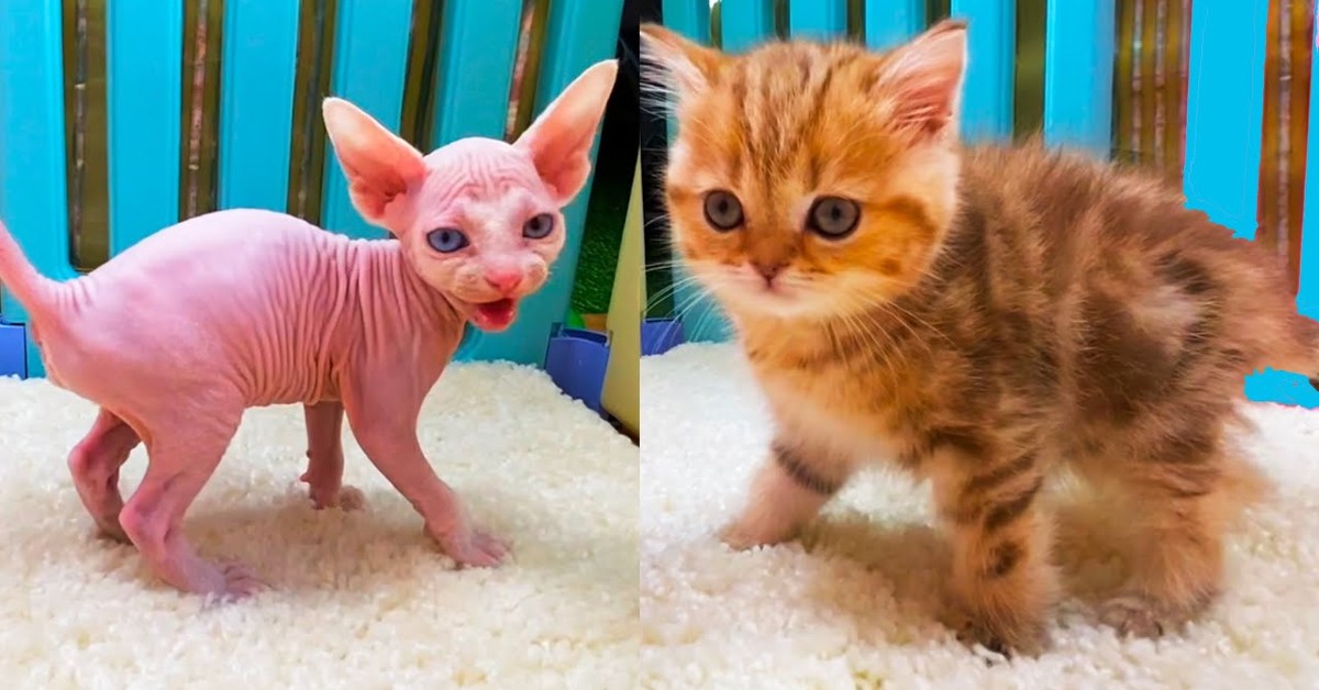 Dei gattini incontrano un gatto senza pelo per la prima volta (VIDEO)
