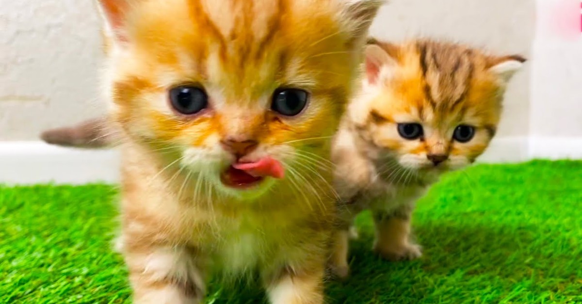 Gattini mangiano la nuova pappa per gatti adulti per la prima volta (VIDEO)