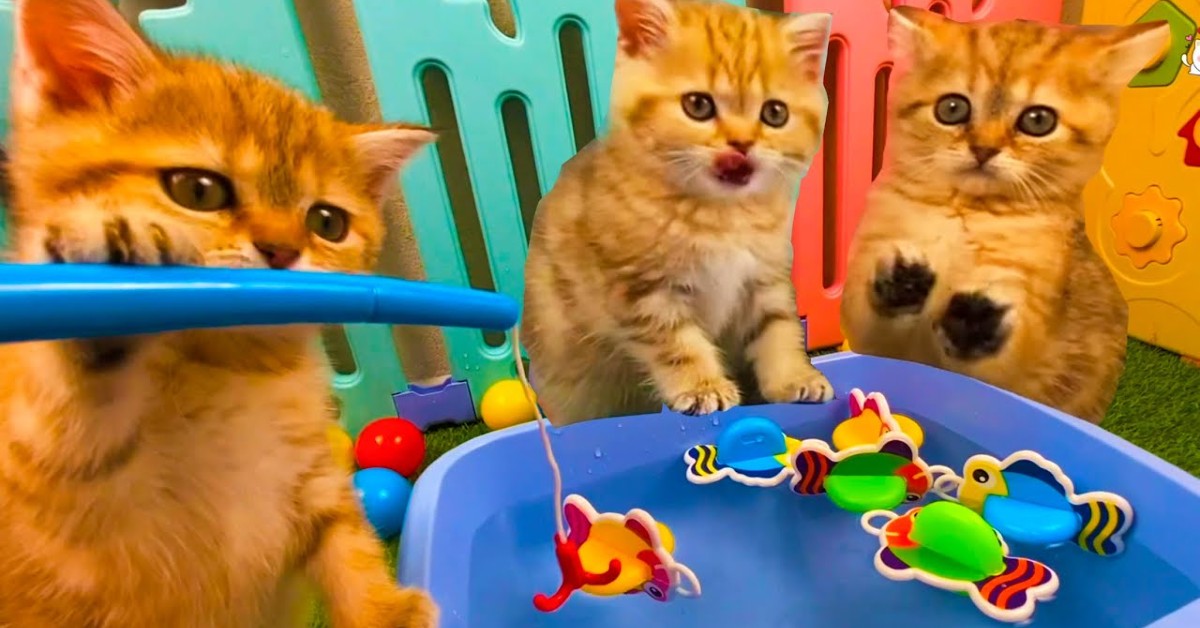 Dei gattini pescatori giocano a pescare dei pesciolini finti (VIDEO)