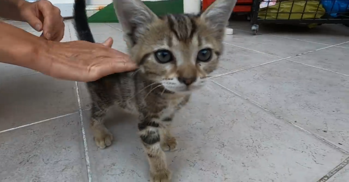Dei gattini randagi giocano con la donna che ha dato loro da mangiare (VIDEO)