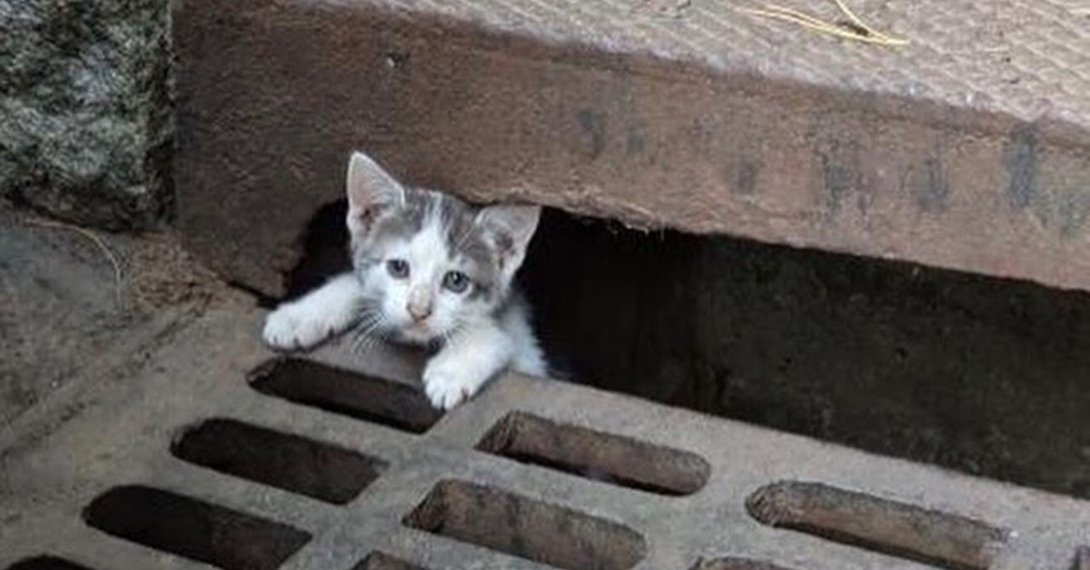 Tre gattini salvati da una conduttura adesso stanno bene e sono felici (VIDEO)