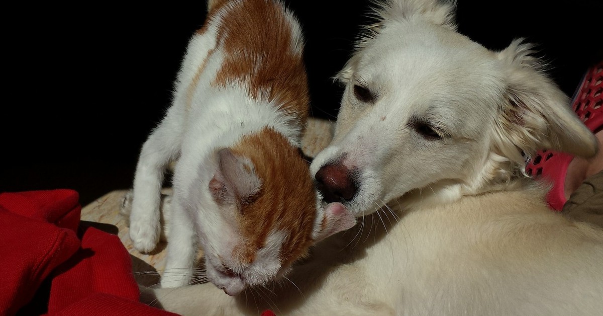 gattini si prendono cura del cucciolo