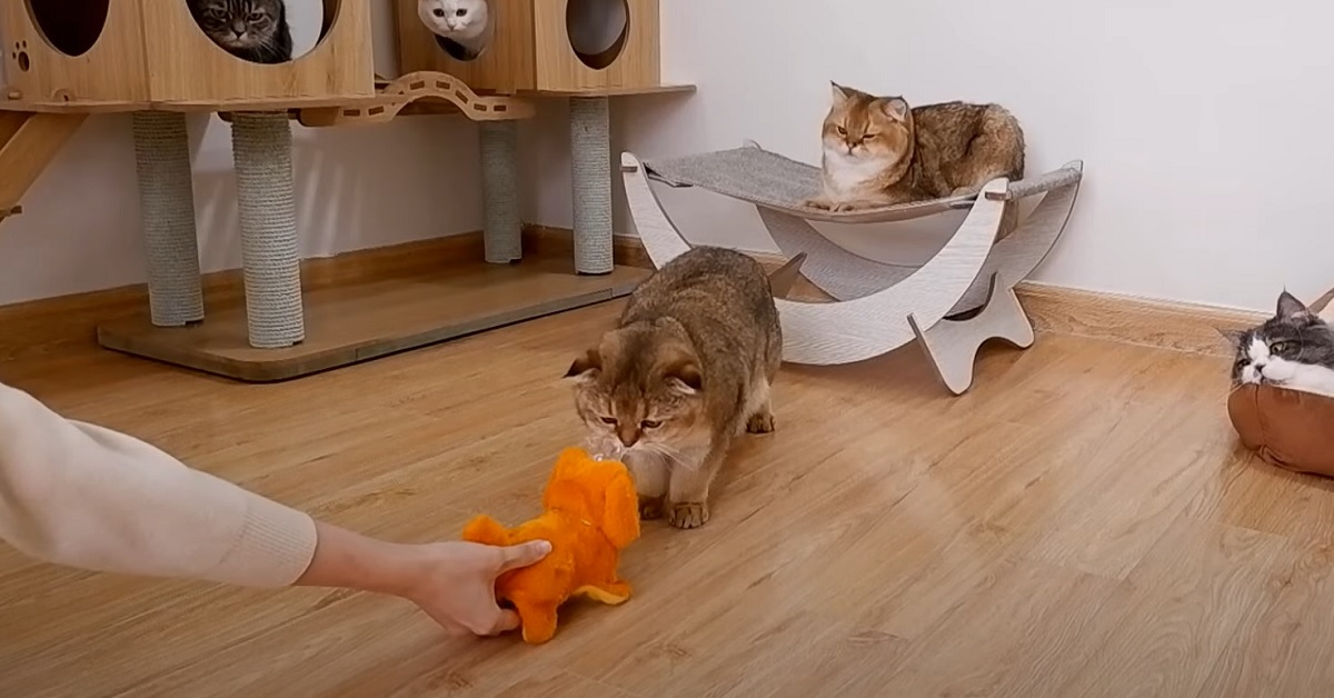 Gattini vedono per la prima volta un cane giocattolo, il video del confronto è imperdibile