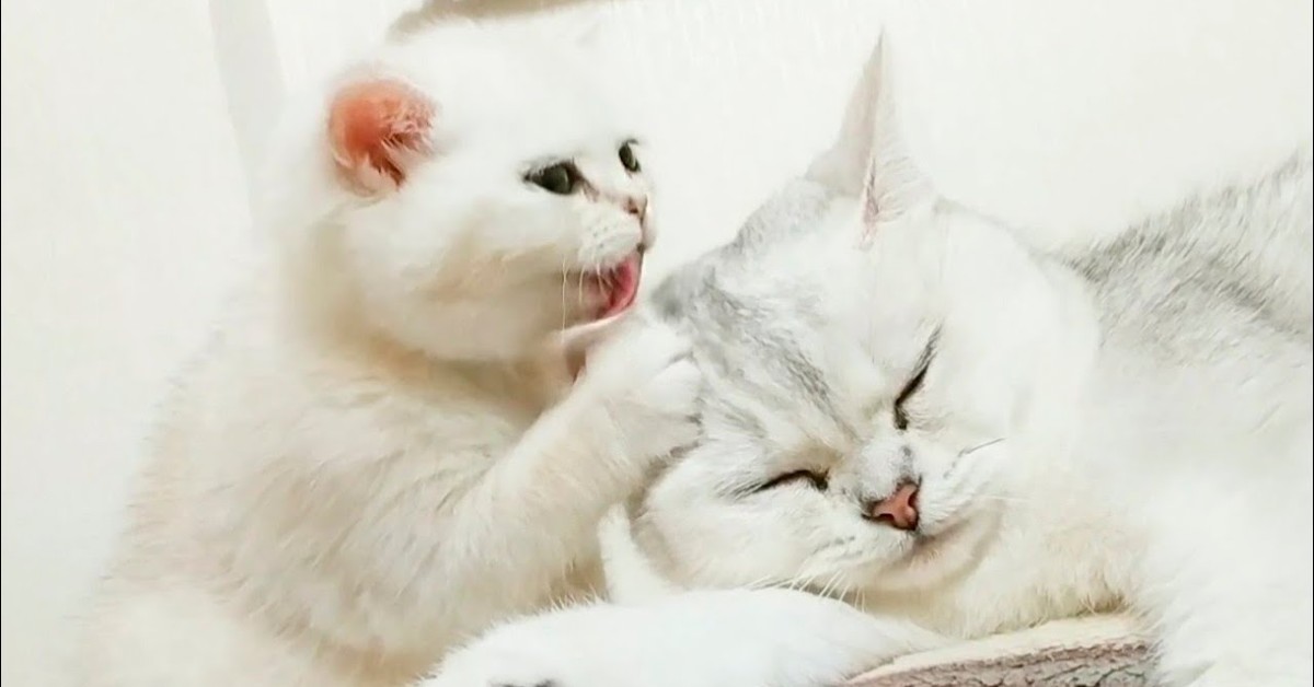 Il gattino Coco ama la sua mamma e glielo dimostra continuamente (VIDEO)
