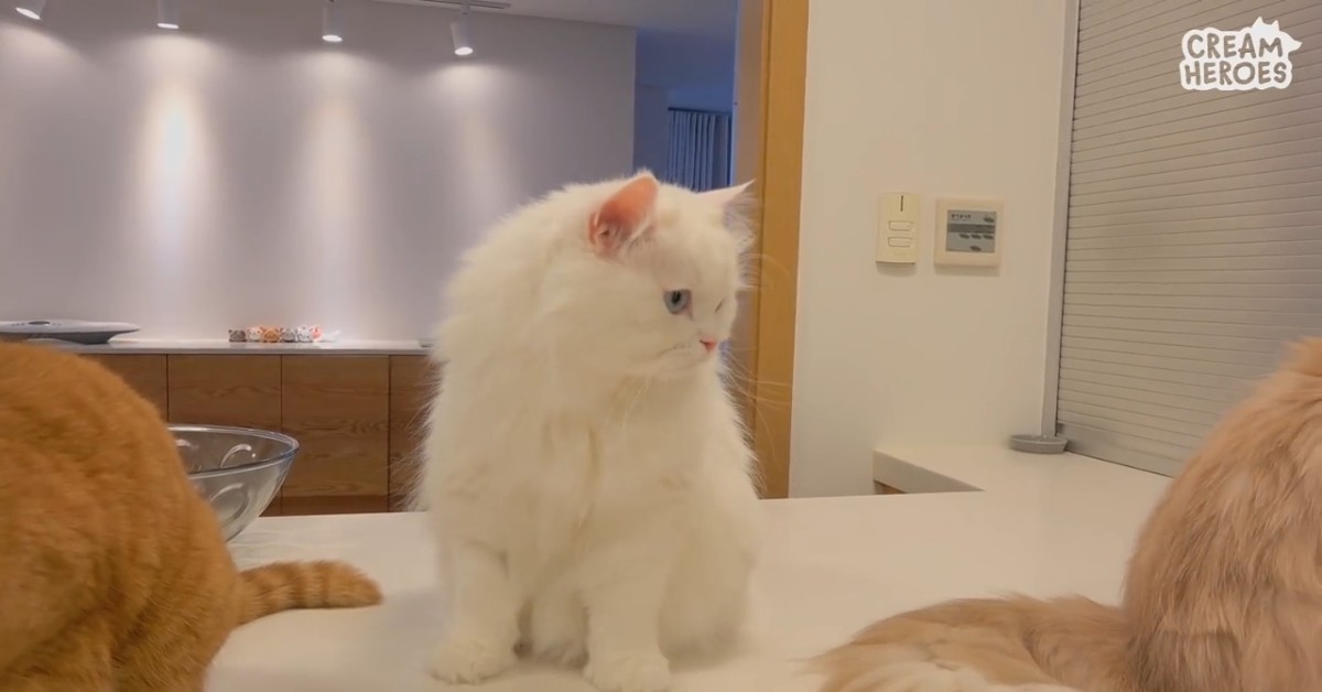 Il gattino Coco va dal veterinario e ora per fortuna sta bene (VIDEO)