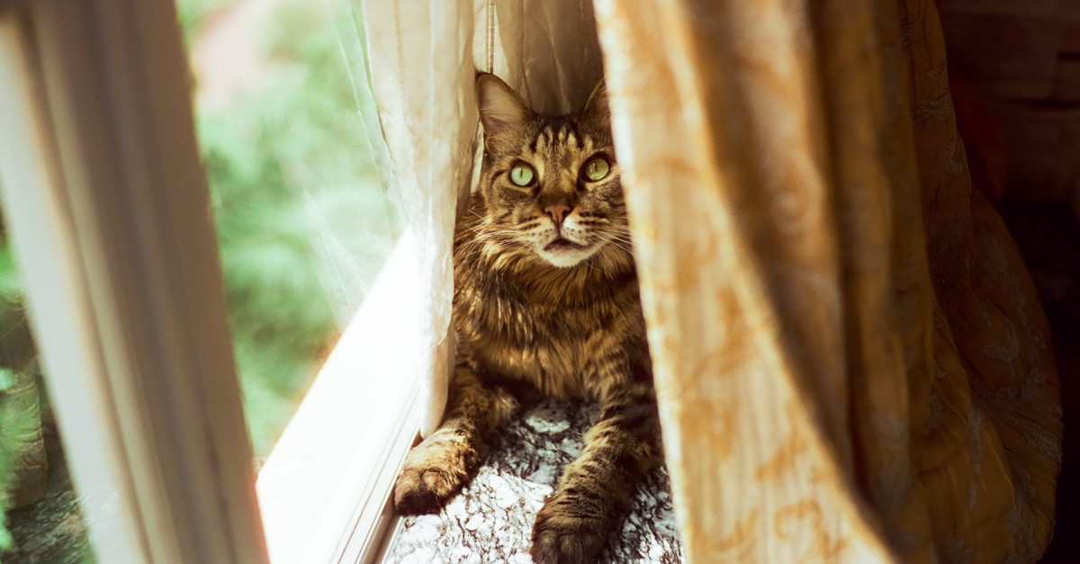 gattino Maine Coon