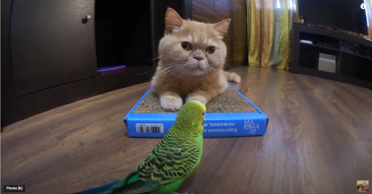 gattino Marsic e il pappagallino